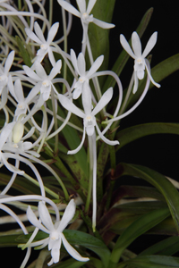 V. falcata Diamond Orchids AM 83 pts.